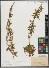 Foto von Salix triandra subsp. triandra L.